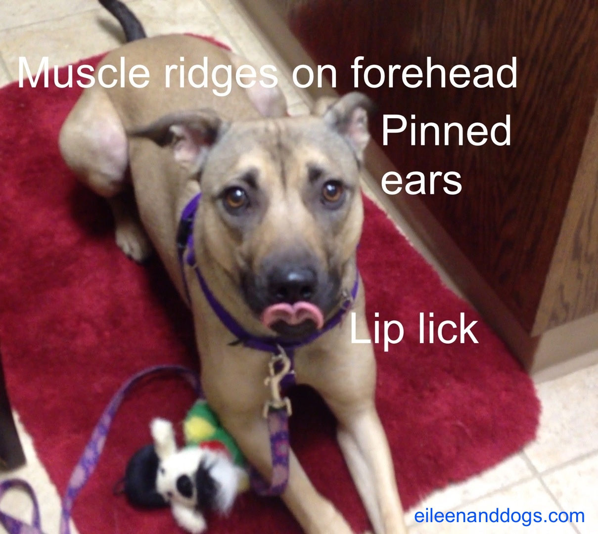 Clara stress 13 Clara stress 13