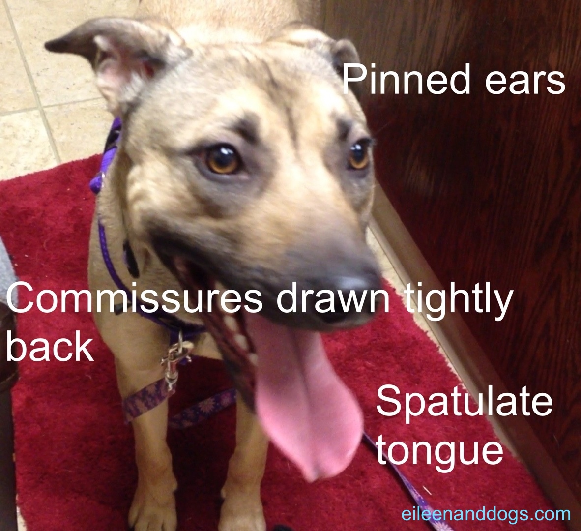 Clara stress 5 Clara stress 5