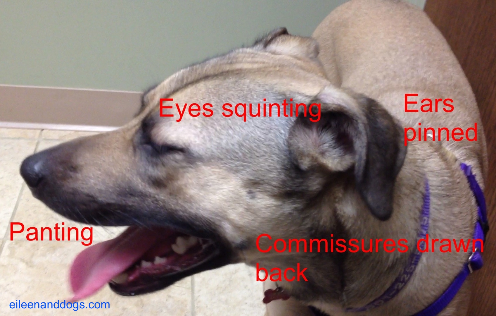 Clara stress 7 Clara stress 7