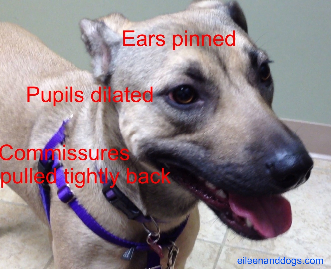 Clara stress 8 Clara stress 8