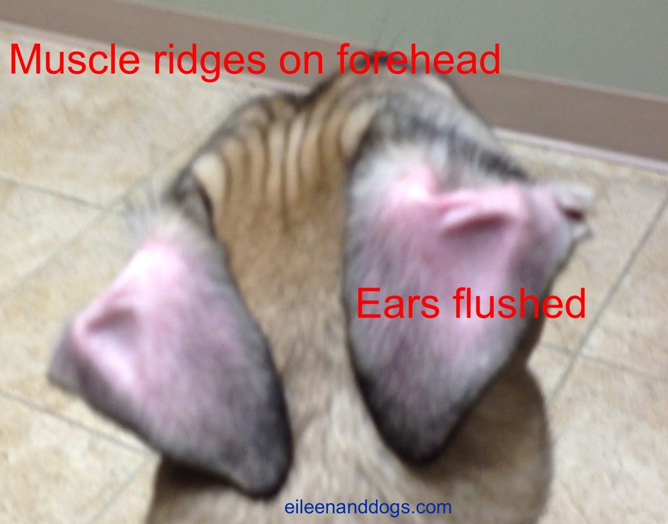 Clara stress 9 Clara stress 9